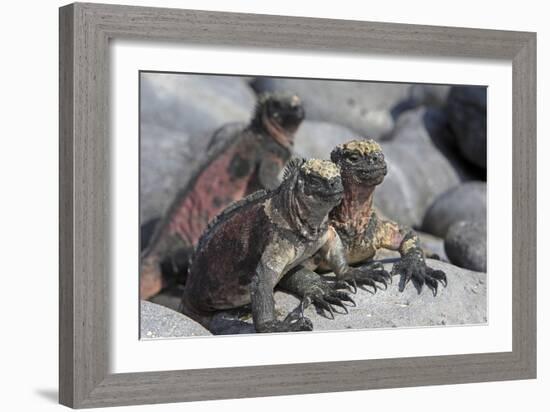 Marine Iguana-null-Framed Photographic Print