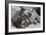 Marine Iguana-null-Framed Photographic Print