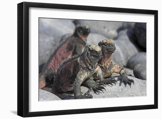 Marine Iguana-null-Framed Photographic Print