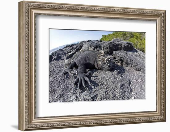 Marine Iguanas (Amblyrhynchus Cristatus) Basking on Volcanic Rock-Franco Banfi-Framed Photographic Print