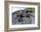 Marine Iguanas (Amblyrhynchus Cristatus) Basking on Volcanic Rock-Franco Banfi-Framed Photographic Print