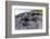 Marine Iguanas (Amblyrhynchus Cristatus) Basking on Volcanic Rock-Franco Banfi-Framed Photographic Print