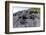 Marine Iguanas (Amblyrhynchus Cristatus) Basking on Volcanic Rock-Franco Banfi-Framed Photographic Print