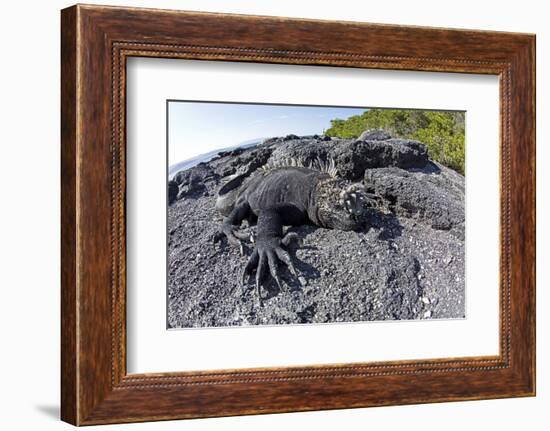 Marine Iguanas (Amblyrhynchus Cristatus) Basking on Volcanic Rock-Franco Banfi-Framed Photographic Print