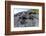 Marine Iguanas (Amblyrhynchus Cristatus) Basking on Volcanic Rock-Franco Banfi-Framed Photographic Print