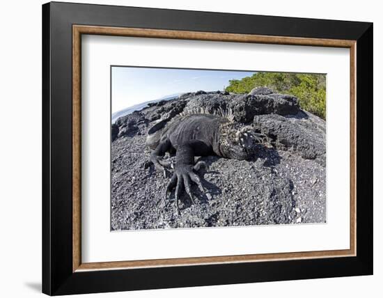 Marine Iguanas (Amblyrhynchus Cristatus) Basking on Volcanic Rock-Franco Banfi-Framed Photographic Print