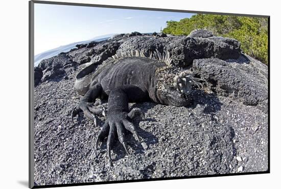 Marine Iguanas (Amblyrhynchus Cristatus) Basking on Volcanic Rock-Franco Banfi-Mounted Photographic Print