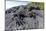 Marine Iguanas (Amblyrhynchus Cristatus) Basking on Volcanic Rock-Franco Banfi-Mounted Photographic Print