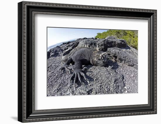 Marine Iguanas (Amblyrhynchus Cristatus) Basking on Volcanic Rock-Franco Banfi-Framed Photographic Print