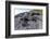 Marine Iguanas (Amblyrhynchus Cristatus) Basking on Volcanic Rock-Franco Banfi-Framed Photographic Print