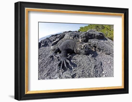 Marine Iguanas (Amblyrhynchus Cristatus) Basking on Volcanic Rock-Franco Banfi-Framed Photographic Print