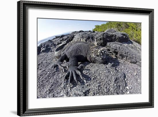 Marine Iguanas (Amblyrhynchus Cristatus) Basking on Volcanic Rock-Franco Banfi-Framed Photographic Print