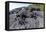 Marine Iguanas (Amblyrhynchus Cristatus) Basking on Volcanic Rock-Franco Banfi-Framed Premier Image Canvas