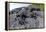 Marine Iguanas (Amblyrhynchus Cristatus) Basking on Volcanic Rock-Franco Banfi-Framed Premier Image Canvas