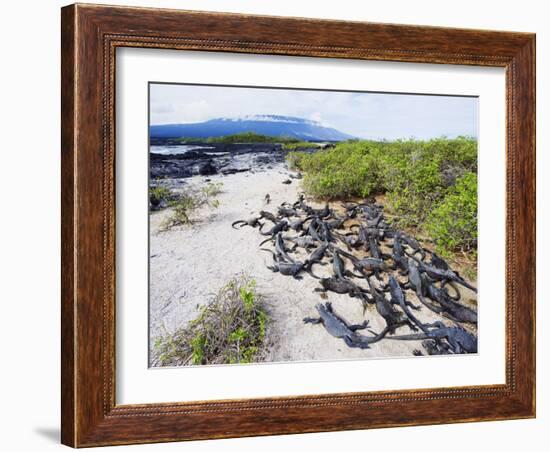 Marine Iguanas (Amblyrhynchus Cristatus), Isla Isabela, Galapagos Islands, Ecuador-Christian Kober-Framed Photographic Print