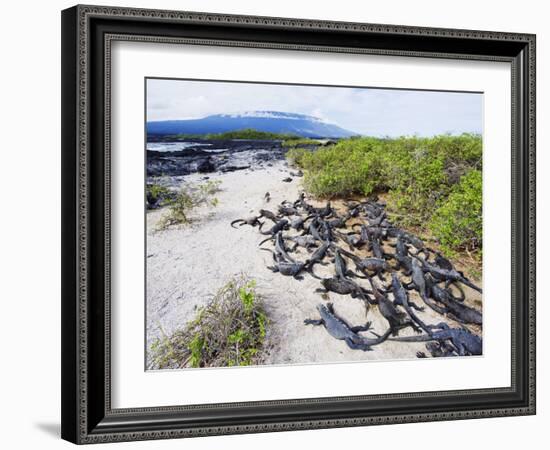 Marine Iguanas (Amblyrhynchus Cristatus), Isla Isabela, Galapagos Islands, Ecuador-Christian Kober-Framed Photographic Print