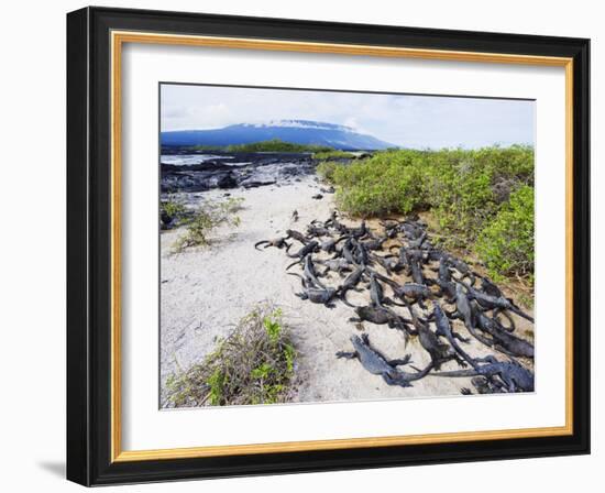 Marine Iguanas (Amblyrhynchus Cristatus), Isla Isabela, Galapagos Islands, Ecuador-Christian Kober-Framed Photographic Print