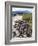 Marine Iguanas (Amblyrhynchus Cristatus), Isla Isabela, Galapagos Islands, Ecuador-Christian Kober-Framed Photographic Print