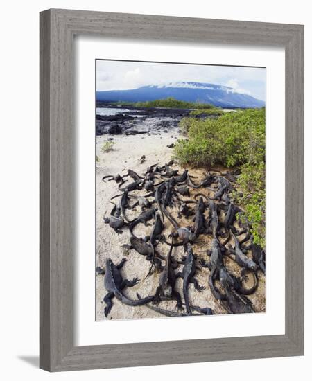 Marine Iguanas (Amblyrhynchus Cristatus), Isla Isabela, Galapagos Islands, Ecuador-Christian Kober-Framed Photographic Print