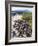 Marine Iguanas (Amblyrhynchus Cristatus), Isla Isabela, Galapagos Islands, Ecuador-Christian Kober-Framed Photographic Print