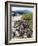 Marine Iguanas (Amblyrhynchus Cristatus), Isla Isabela, Galapagos Islands, Ecuador-Christian Kober-Framed Photographic Print