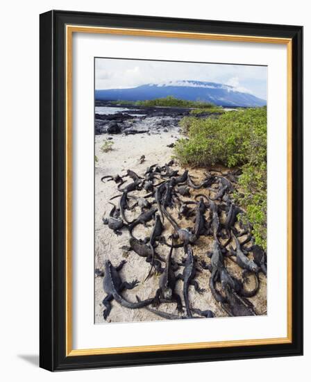 Marine Iguanas (Amblyrhynchus Cristatus), Isla Isabela, Galapagos Islands, Ecuador-Christian Kober-Framed Photographic Print