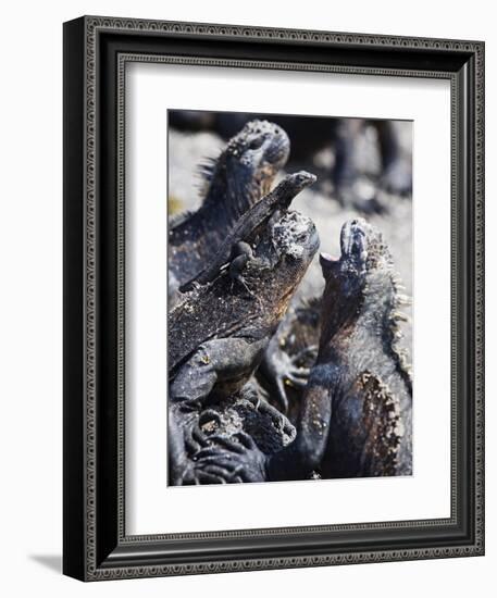 Marine Iguanas (Amblyrhynchus Cristatus), Isla Isabela, Galapagos Islands, Ecuador-Christian Kober-Framed Photographic Print