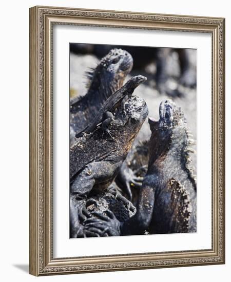 Marine Iguanas (Amblyrhynchus Cristatus), Isla Isabela, Galapagos Islands, Ecuador-Christian Kober-Framed Photographic Print