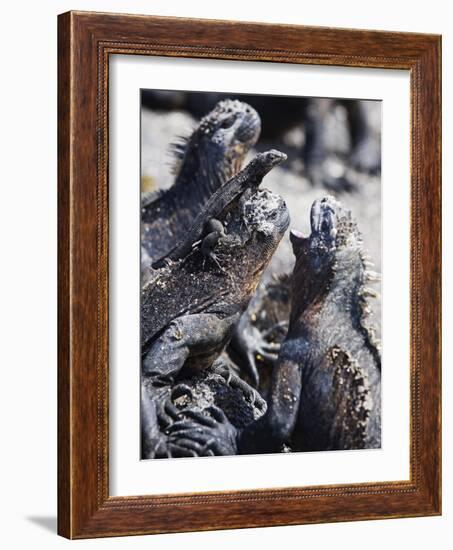 Marine Iguanas (Amblyrhynchus Cristatus), Isla Isabela, Galapagos Islands, Ecuador-Christian Kober-Framed Photographic Print