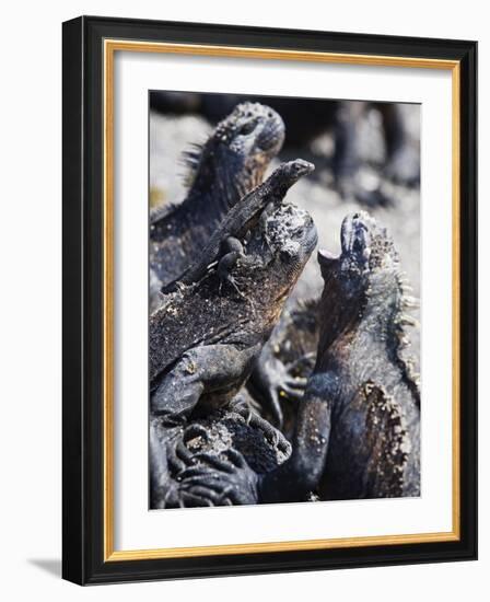 Marine Iguanas (Amblyrhynchus Cristatus), Isla Isabela, Galapagos Islands, Ecuador-Christian Kober-Framed Photographic Print