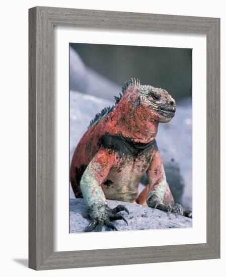 Marine Iguanas During Mating Season, Espanola Island, Galapagos Islands, Ecuador-Hugh Rose-Framed Photographic Print