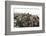 Marine Iguanas Piling atop a Rock-DLILLC-Framed Photographic Print