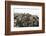 Marine Iguanas Piling atop a Rock-DLILLC-Framed Photographic Print