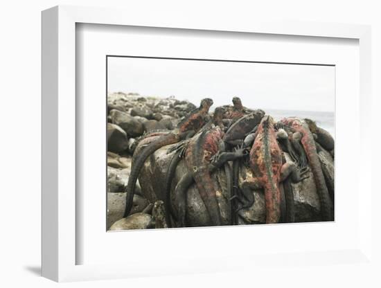 Marine Iguanas Piling atop a Rock-DLILLC-Framed Photographic Print