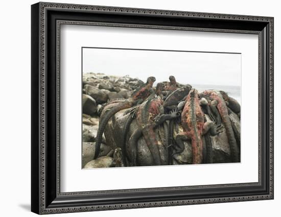 Marine Iguanas Piling atop a Rock-DLILLC-Framed Photographic Print