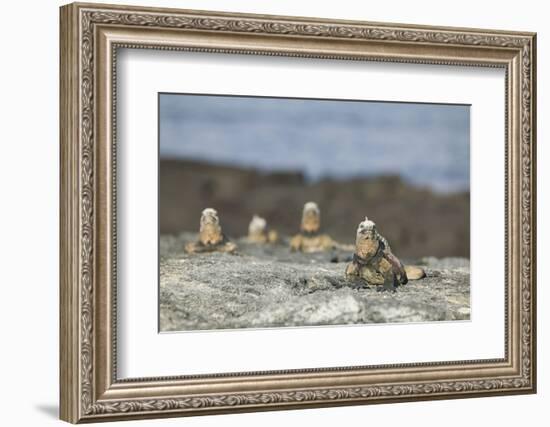 Marine Iguanas Relaxing on a Rock-DLILLC-Framed Photographic Print