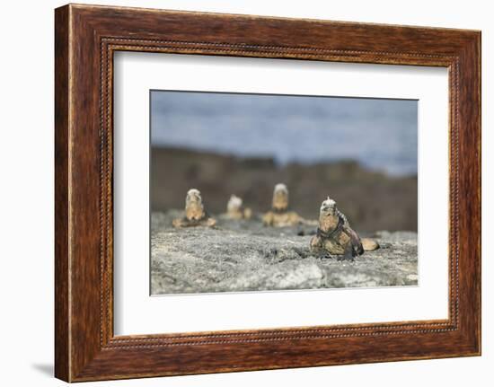 Marine Iguanas Relaxing on a Rock-DLILLC-Framed Photographic Print