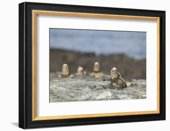 Marine Iguanas Relaxing on a Rock-DLILLC-Framed Photographic Print