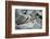 Marine Iguanas-DLILLC-Framed Photographic Print