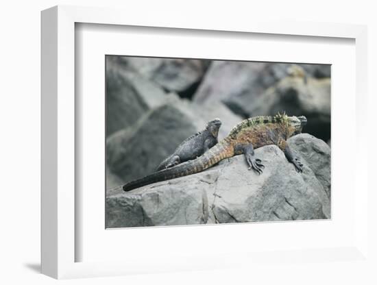 Marine Iguanas-DLILLC-Framed Photographic Print