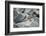 Marine Iguanas-DLILLC-Framed Photographic Print