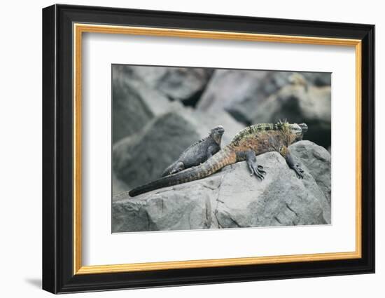 Marine Iguanas-DLILLC-Framed Photographic Print