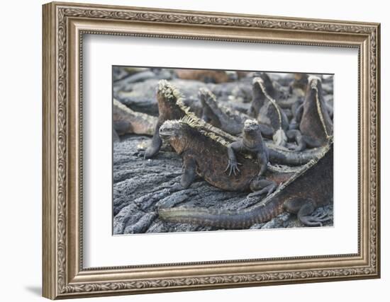 Marine Iguanas-DLILLC-Framed Photographic Print