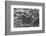 Marine Iguanas-DLILLC-Framed Photographic Print