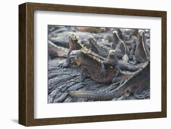 Marine Iguanas-DLILLC-Framed Photographic Print