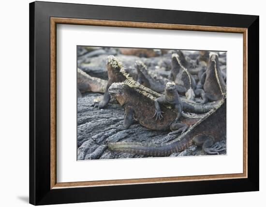 Marine Iguanas-DLILLC-Framed Photographic Print