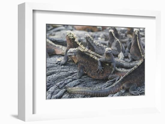 Marine Iguanas-DLILLC-Framed Photographic Print