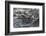 Marine Iguanas-DLILLC-Framed Photographic Print