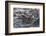 Marine Iguanas-DLILLC-Framed Photographic Print