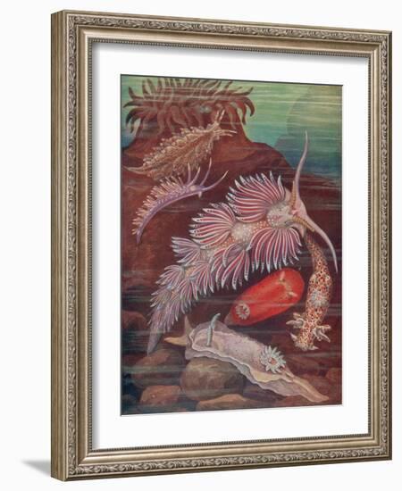 Marine Invertebrates, Sea Slugs-Science Source-Framed Giclee Print